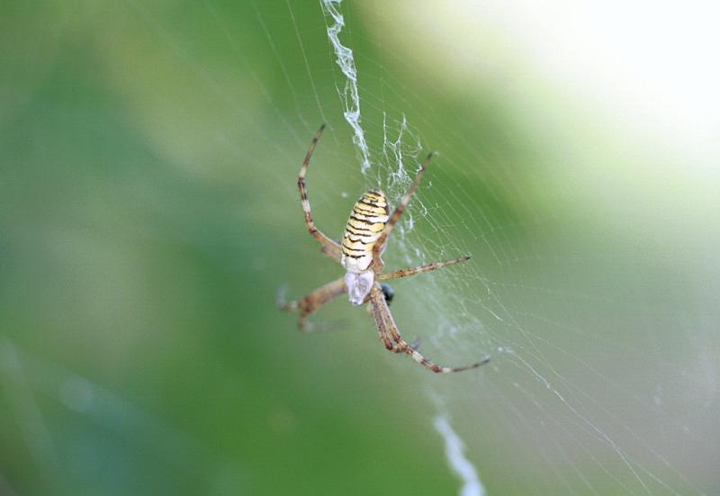 Argiope_bruennichi_F2223_Z_77_Les Gris_Frankrijk.jpg